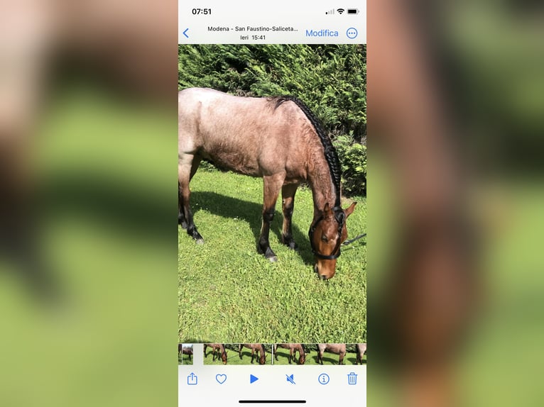 American Quarter Horse Mix Hengst 3 Jahre 144 cm Roan-Bay in Modena