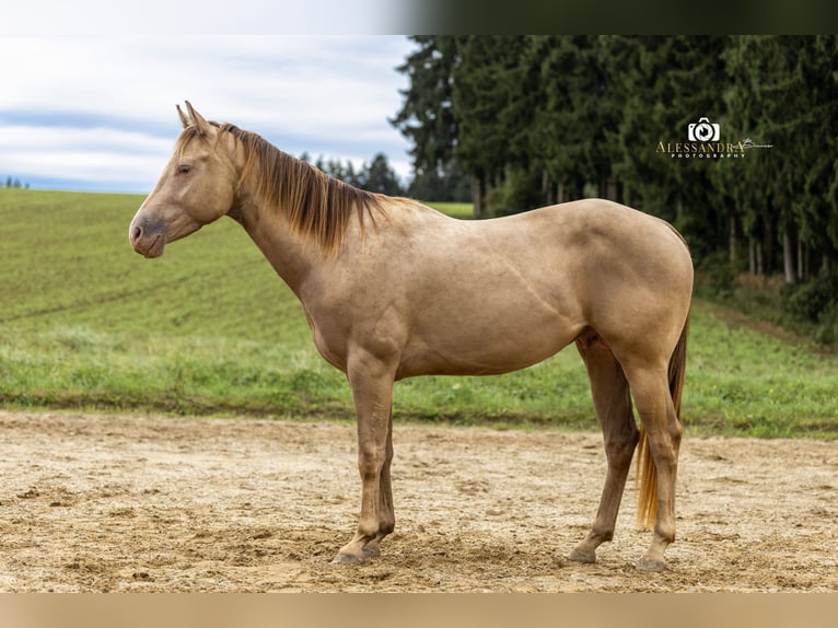 American Quarter Horse Hengst 3 Jahre 145 cm Champagne in Au in der Hallertau American Quarter Horse Hengst 3 Jahre 145 cm Champagne in Au in der Hallertau