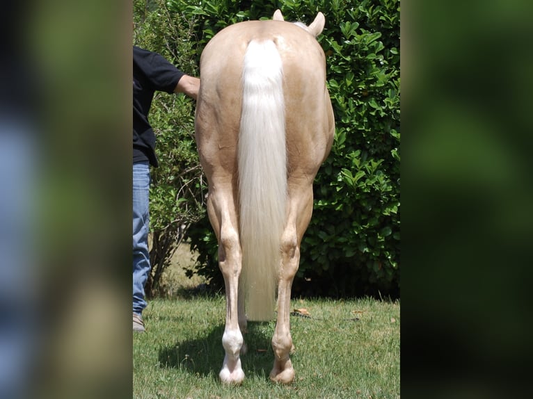 American Quarter Horse Hengst 3 Jahre 145 cm Palomino in Bolzano