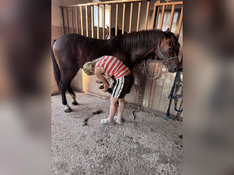 American Quarter Horse Mix Hengst 3 Jahre 147 cm Brauner in Sankt Willibald
