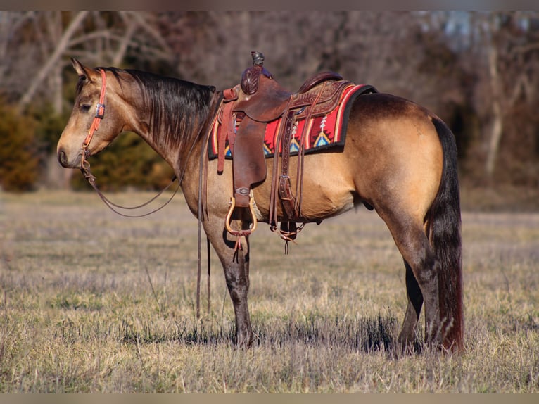 American Quarter Horse Hengst 3 Jahre 147 cm Buckskin in Baxter Springs, KS