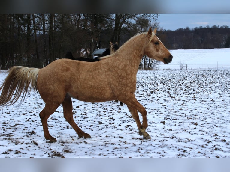 American Quarter Horse Hengst 3 Jahre 147 cm Palomino in Offenhausen