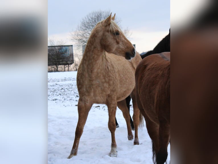 American Quarter Horse Hengst 3 Jahre 147 cm Palomino in Offenhausen