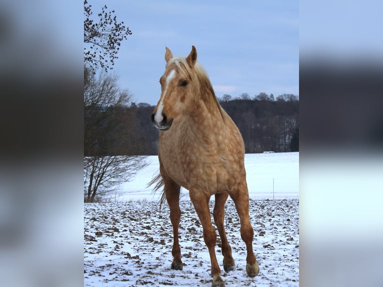American Quarter Horse Hengst 3 Jahre 147 cm Palomino in Offenhausen