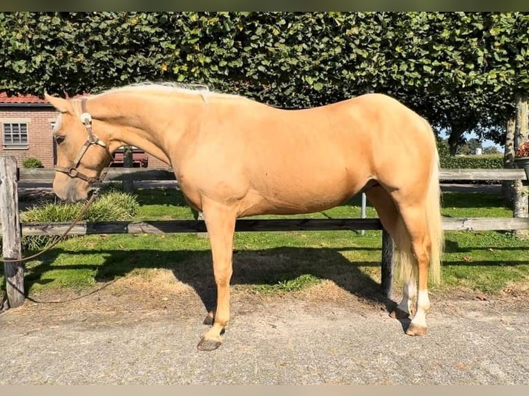 American Quarter Horse Hengst 3 Jahre 147 cm Palomino in Barneveld