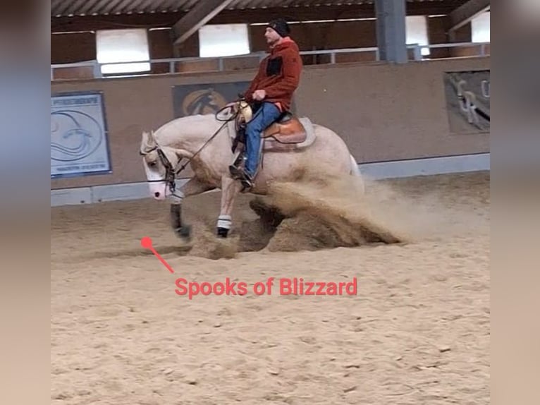 American Quarter Horse Hengst 3 Jahre 147 cm Palomino in Parkstein