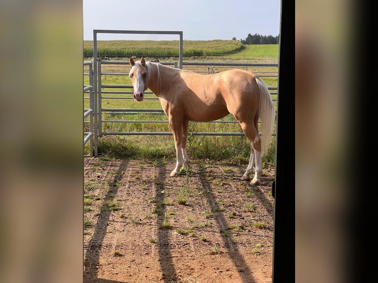 American Quarter Horse Hengst 3 Jahre 147 cm Palomino in Parkstein