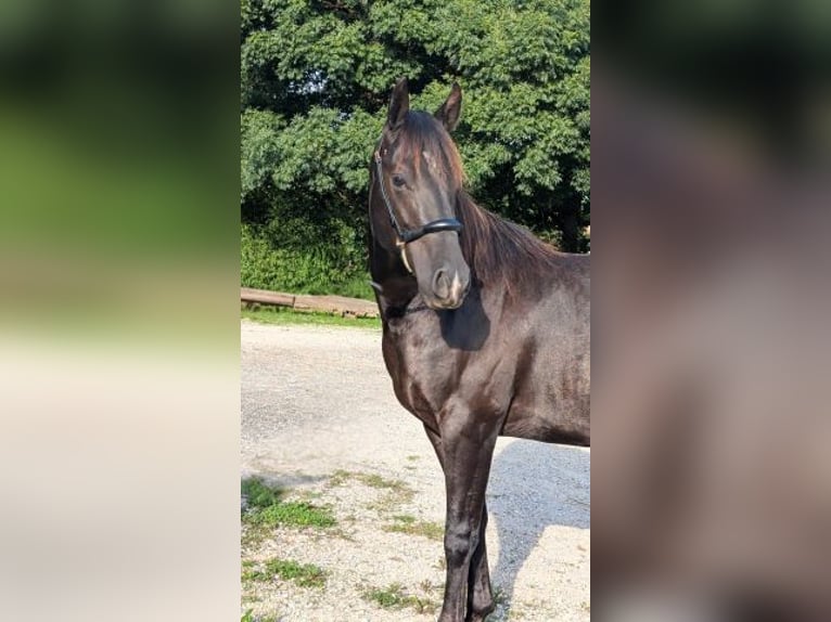 American Quarter Horse Hengst 3 Jahre 147 cm Rappe in Caumont, Midi-Pyrénées, France [ Localiser ]