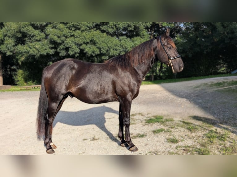 American Quarter Horse Hengst 3 Jahre 147 cm Rappe in Caumont