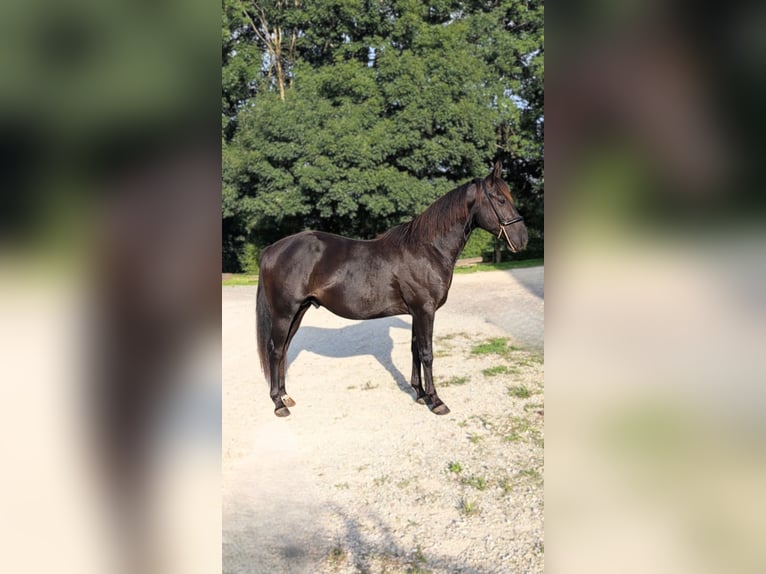 American Quarter Horse Hengst 3 Jahre 147 cm Rappe in Caumont