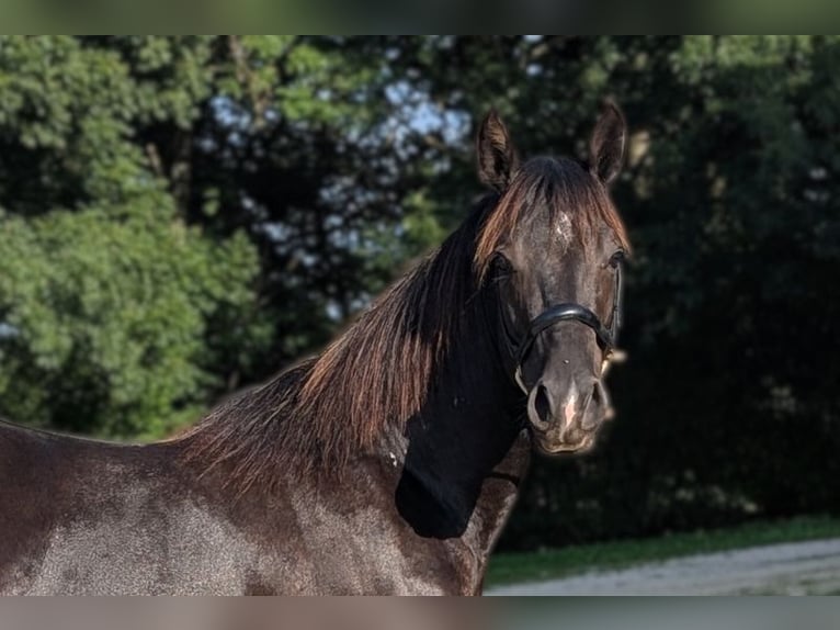 American Quarter Horse Hengst 3 Jahre 147 cm Rappe in Caumont