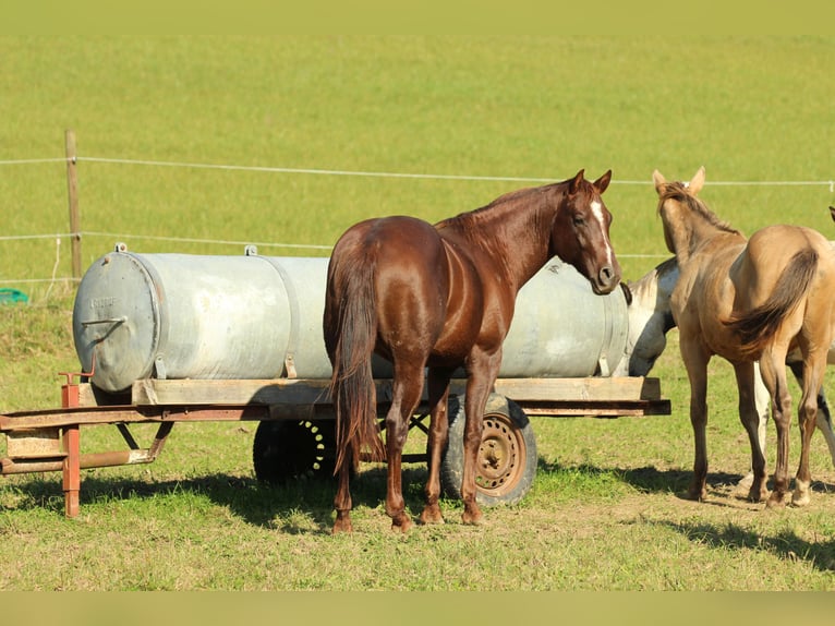 American Quarter Horse Hengst 3 Jahre 148 cm Dunkelfuchs in Waldshut-Tiengen