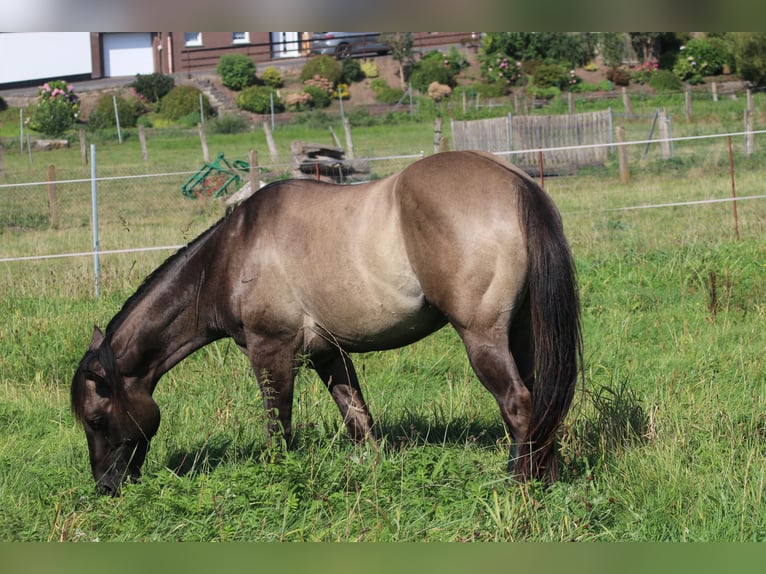 American Quarter Horse Hengst 3 Jahre 148 cm Grullo in WahlsburgBodenfelde