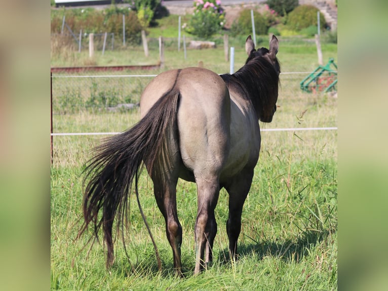 American Quarter Horse Hengst 3 Jahre 148 cm Grullo in WahlsburgBodenfelde