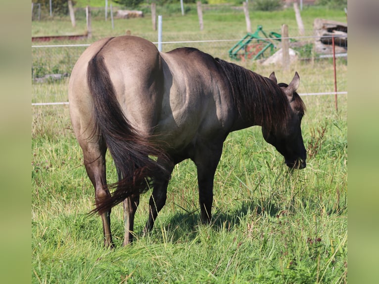 American Quarter Horse Hengst 3 Jahre 148 cm Grullo in WahlsburgBodenfelde