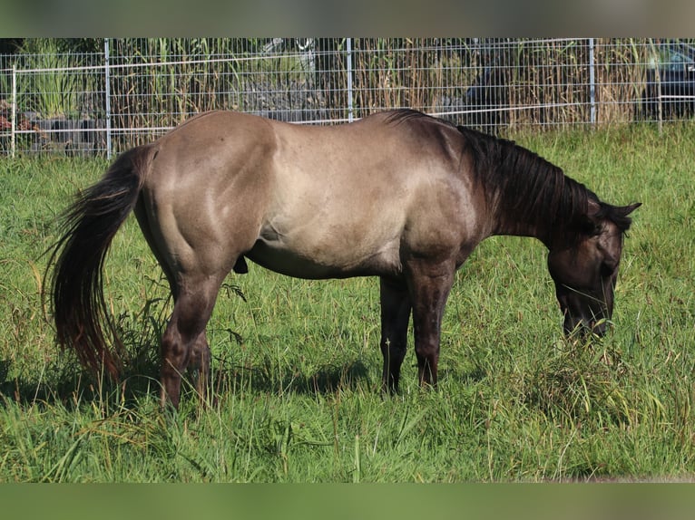 American Quarter Horse Hengst 3 Jahre 148 cm Grullo in WahlsburgBodenfelde