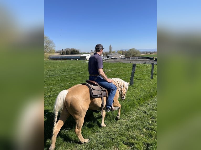 American Quarter Horse Hengst 3 Jahre 148 cm Palomino in Kappelen