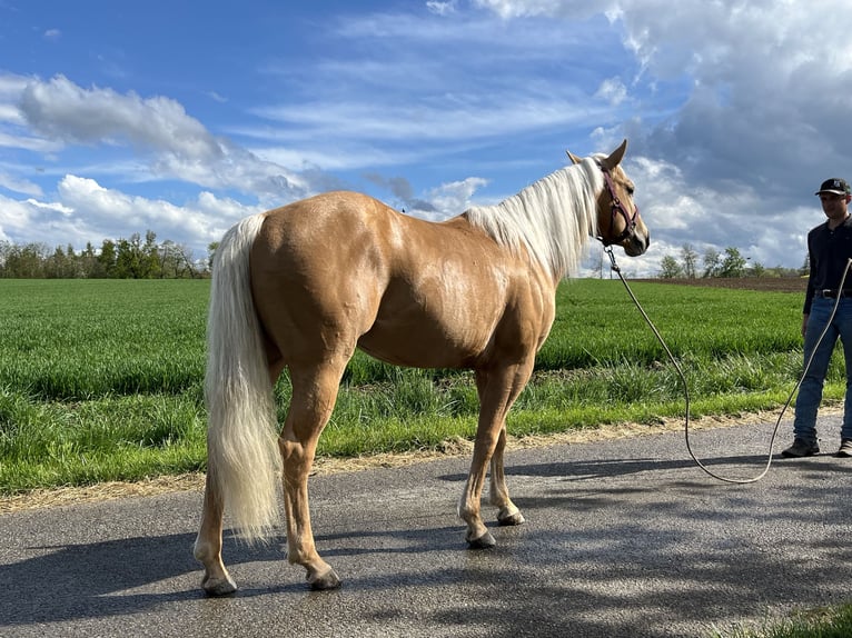 American Quarter Horse Hengst 3 Jahre 148 cm Palomino in Kappelen