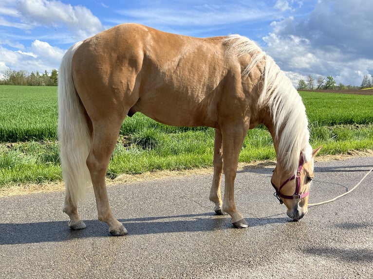 American Quarter Horse Hengst 3 Jahre 148 cm Palomino in Kappelen
