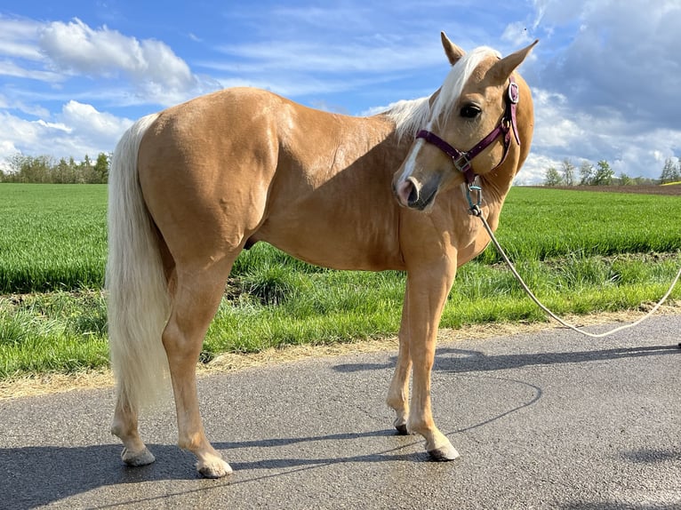 American Quarter Horse Hengst 3 Jahre 148 cm Palomino in Kappelen