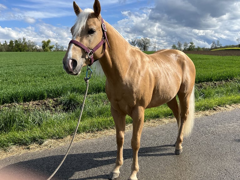 American Quarter Horse Hengst 3 Jahre 148 cm Palomino in Kappelen