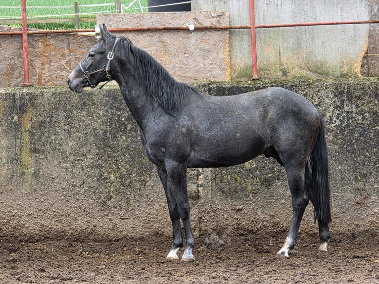 American Quarter Horse Hengst 3 Jahre 148 cm Schimmel in Bad Neustadt an der Saale