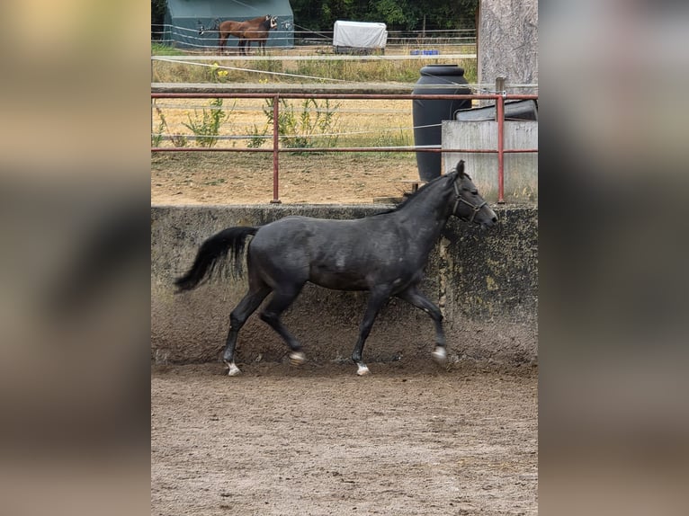 American Quarter Horse Hengst 3 Jahre 148 cm Schimmel in Bad Neustadt an der Saale