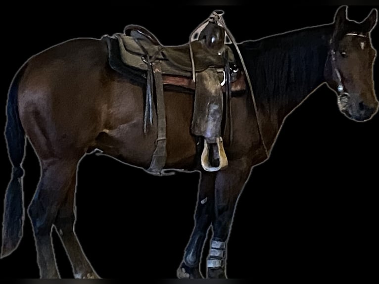 American Quarter Horse Hengst 3 Jahre 149 cm Brauner in Sinsheim
