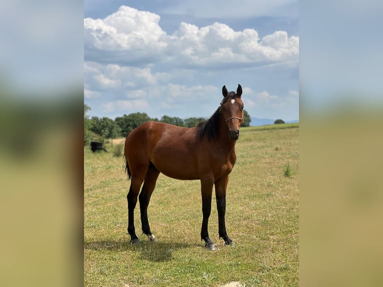 American Quarter Horse Mix Hengst 3 Jahre 150 cm Brauner in Grajera