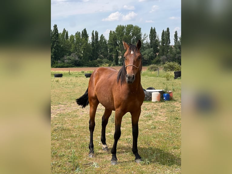 American Quarter Horse Mix Hengst 3 Jahre 150 cm Brauner in Grajera