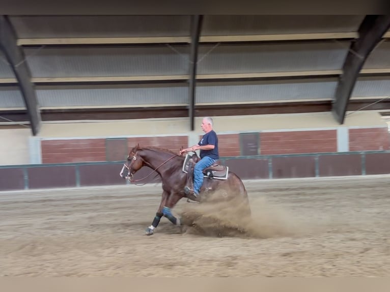 American Quarter Horse Hengst 3 Jahre 150 cm Fuchs in M&#xFC;nchen