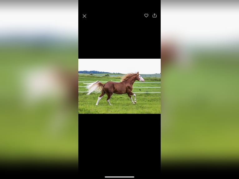 American Quarter Horse Hengst 3 Jahre 150 cm Fuchs in Winzer