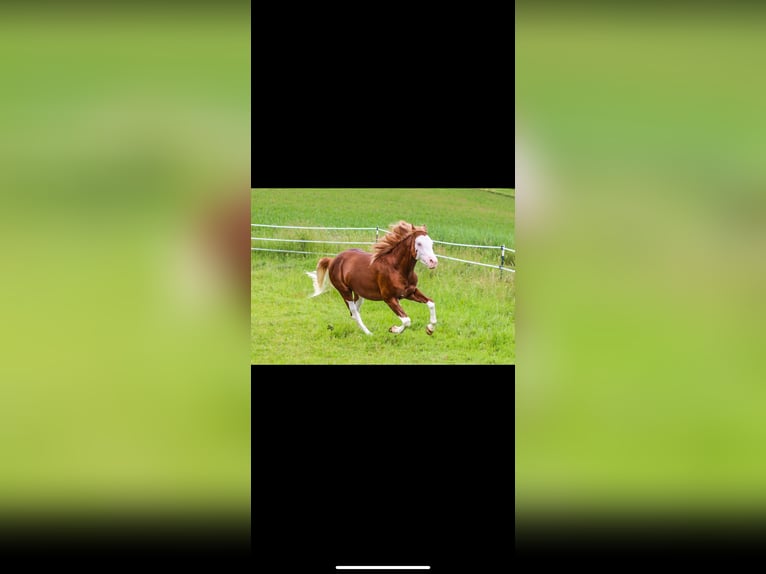 American Quarter Horse Hengst 3 Jahre 150 cm Fuchs in Winzer