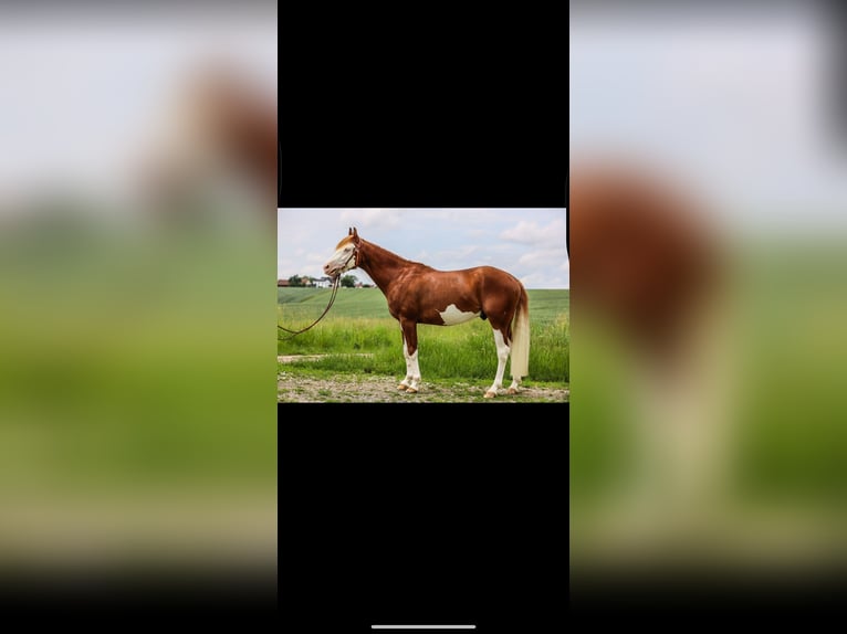 American Quarter Horse Hengst 3 Jahre 150 cm Fuchs in Winzer