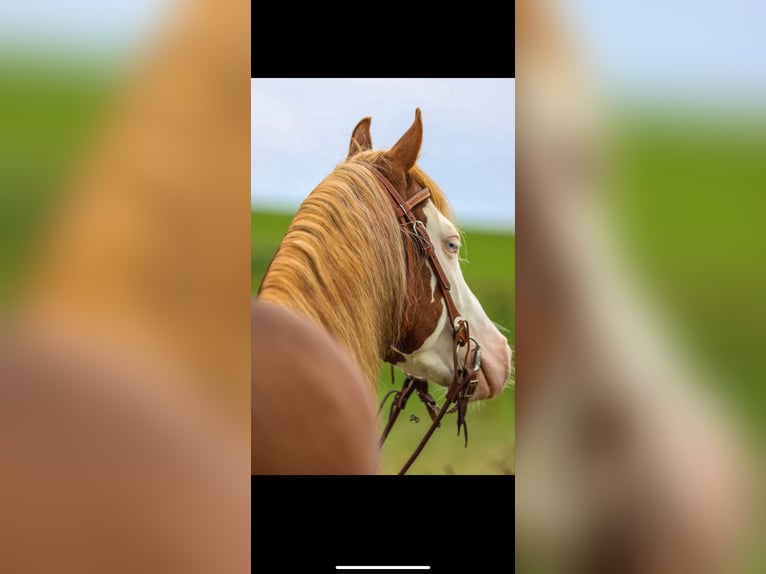American Quarter Horse Hengst 3 Jahre 150 cm Fuchs in Winzer