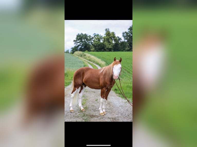 American Quarter Horse Hengst 3 Jahre 150 cm Fuchs in Winzer