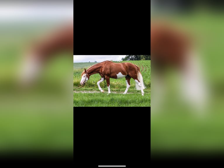 American Quarter Horse Hengst 3 Jahre 150 cm Fuchs in Winzer