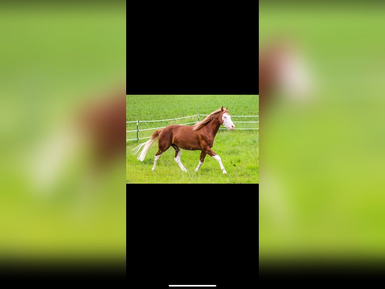 American Quarter Horse Hengst 3 Jahre 150 cm Fuchs in Winzer