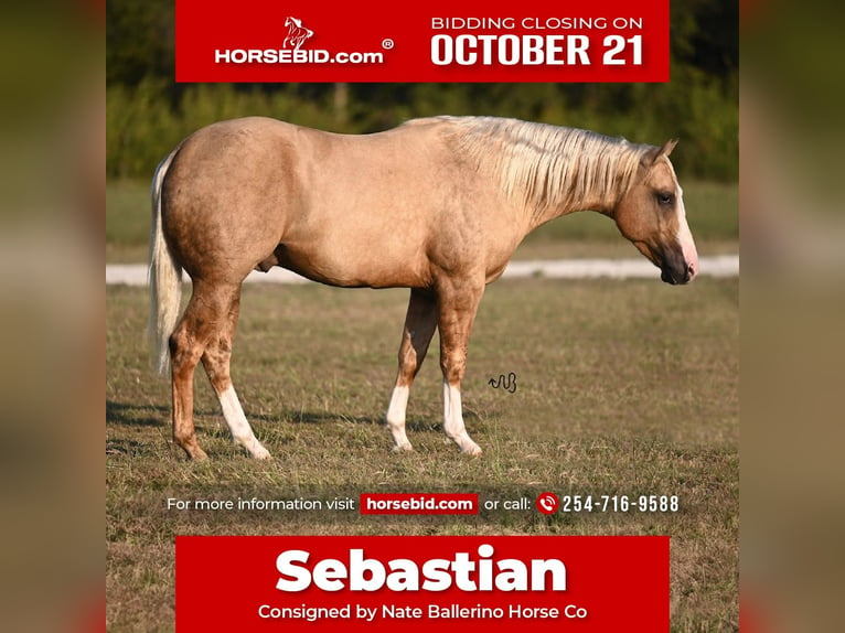 American Quarter Horse Hengst 3 Jahre 150 cm Palomino in Waco, TX