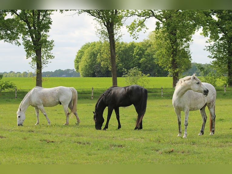 American Quarter Horse Hengst 3 Jahre 150 cm Rappe in Escharen