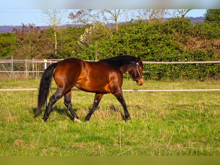 American Quarter Horse Hengst 3 Jahre 150 cm in Bell