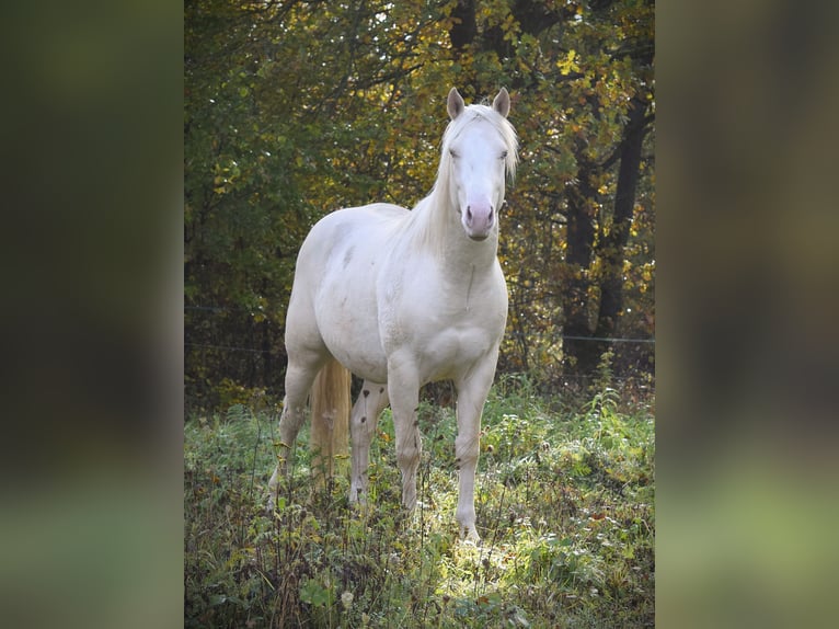 American Quarter Horse Hengst 3 Jahre 152 cm Cremello in Łagów