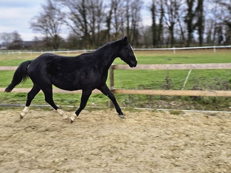 American Quarter Horse Hengst 3 Jahre 152 cm Dunkelbrauner in Havixbeck