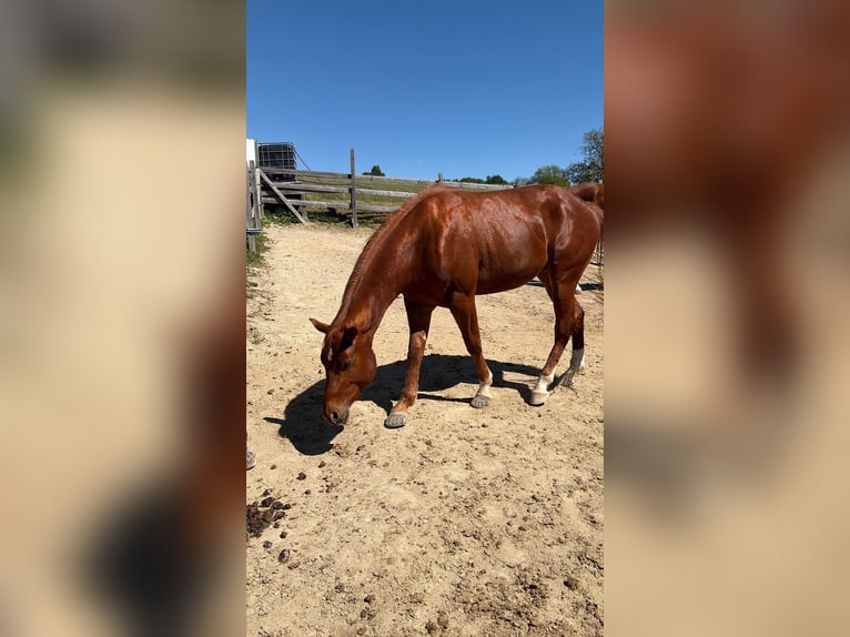 American Quarter Horse Hengst 3 Jahre 152 cm Fuchs in Rheinfelden