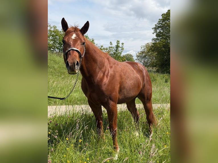 American Quarter Horse Hengst 3 Jahre 152 cm Fuchs in Rheinfelden