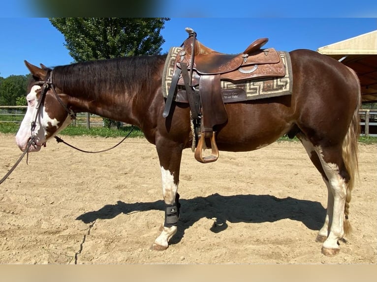 American Quarter Horse Hengst 3 Jahre 152 cm Overo-alle-Farben in San Miniato Basso