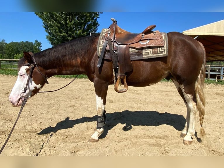 American Quarter Horse Hengst 3 Jahre 152 cm Overo-alle-Farben in San Miniato Basso