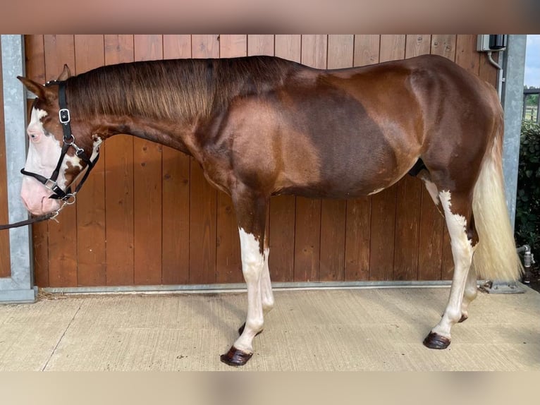 American Quarter Horse Hengst 3 Jahre 152 cm Overo-alle-Farben in San Miniato Basso