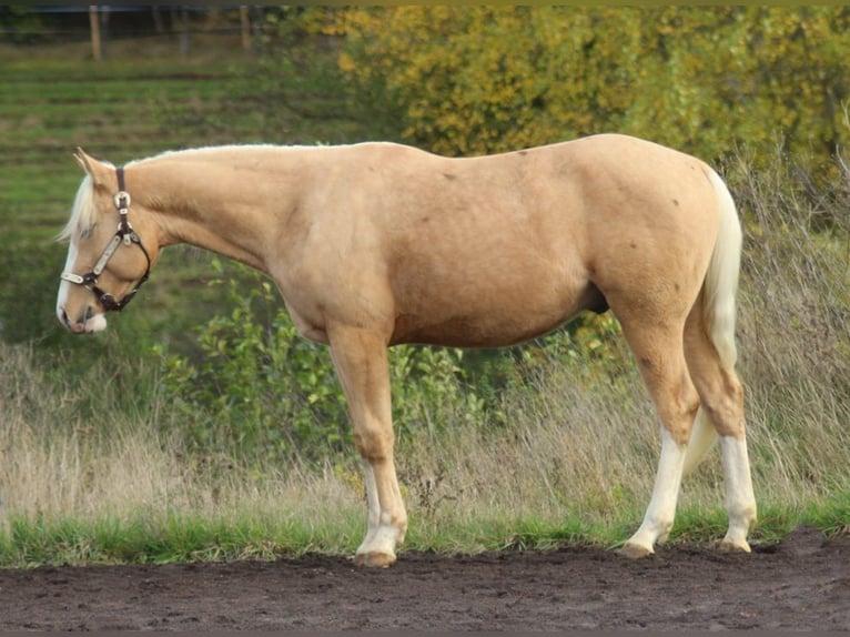 American Quarter Horse Hengst 3 Jahre 152 cm Palomino in Laubach