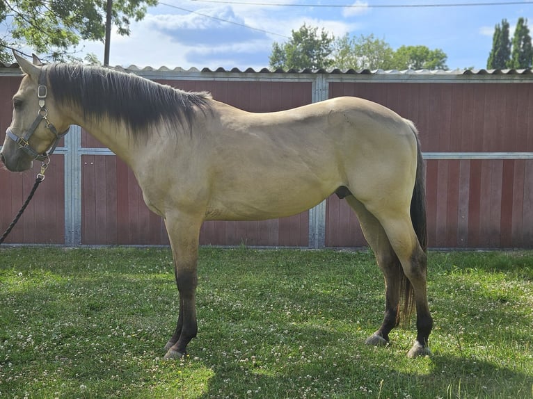 American Quarter Horse Hengst 3 Jahre 153 cm Buckskin in Bergkamen American Quarter Horse Hengst 3 Jahre 153 cm Buckskin in Bergkamen
